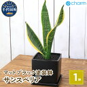 【ふるさと納税】観葉植物 サンスベリア 陶器鉢植え マットブラック塗装鉢（1鉢） 受け皿付き 溶岩砂 陶器 おしゃれ 虎の尾 幸運 縁起 北海道冬季発送不可 株式会社チャーム