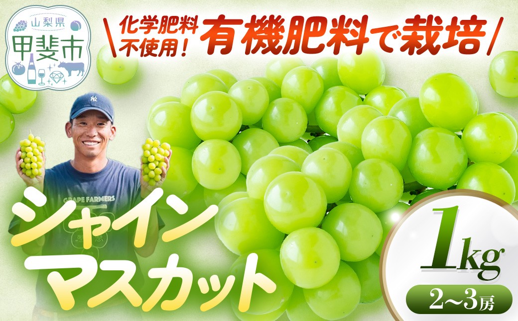 
                  山梨県　甲斐市産　シャインマスカット1kg 葡萄 フルーツ 果物 山梨 ぶどう 高級 フルーツ ギフト フルーツ ブドウ シャインマスカット ぶどう マスカット フルーツ 果物 ギフト 山梨県甲斐市 DG-1
                