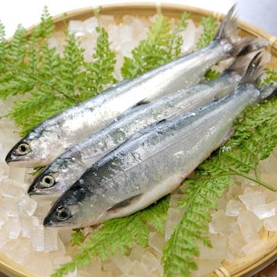 ふるさと納税 十和田市 十和田湖ひめます(26cm)6〜8尾　約1.3kg〔冷凍〕