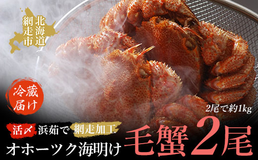 【先行予約】オホーツク海明け活〆浜茹で毛蟹2尾冷蔵届け（オホーツク海産・網走加工）【2027年4月～順次発送開始予定】 ABAO2180