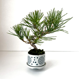 Re-盆栽【小ぶりサイズ】