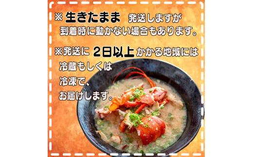 活き 伊勢海老 800g 以上 （ 1尾 から 4尾 ） 吉岡 ( サイズ混合 えび エビ いせえび 高級 鮮魚 イセエビ 海鮮 魚介 刺身 焼き物 汁物 ギフト 贈答 贈り物 祝い 歳暮 中元 高知