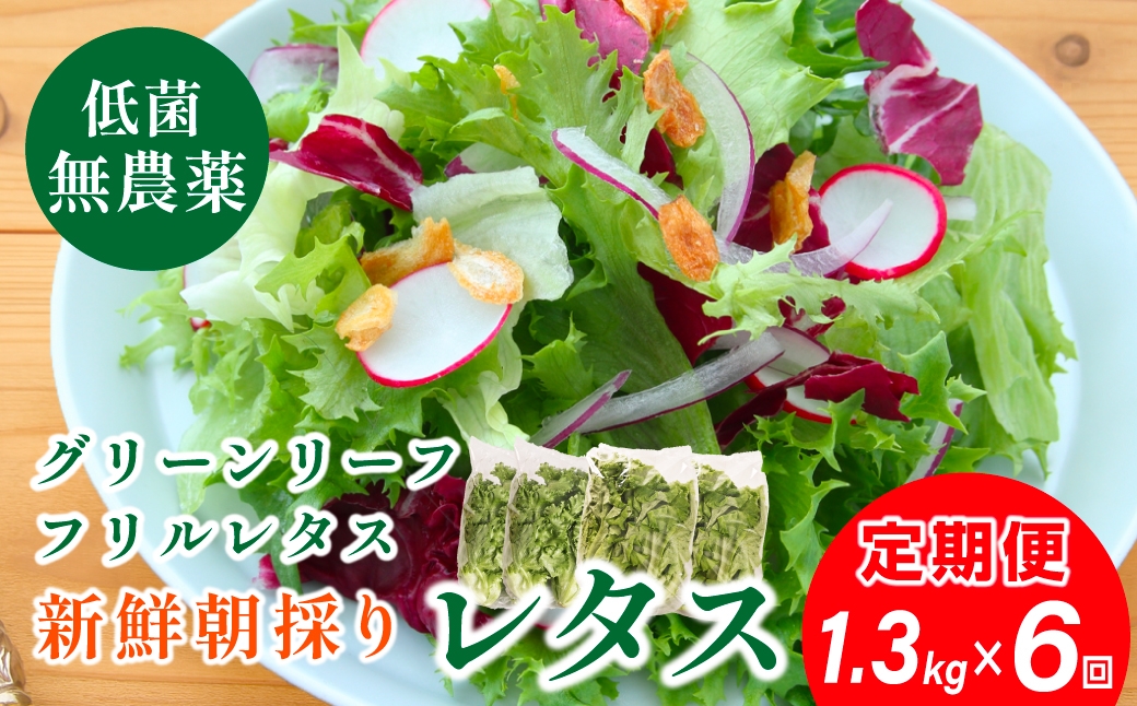 
                  【 定期便 】 無農薬 朝採り フリルレタス グリーンリーフレタス  2種類 1.3kg　6回　レタス 洗わずに食べられる 新鮮レタス  無農薬 野菜直送 フレッシュ サラダ用野菜 健康志向 産地直送  緑黄色野菜 新鮮 安心野菜 旬 低カロリー レタスボウル カロテン 兵庫県 丹波篠山
                