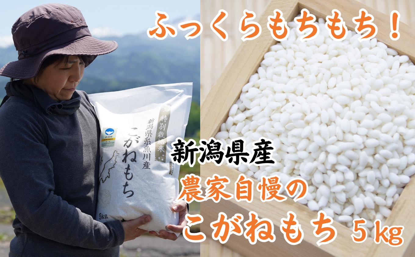 
            令和7年産新米 新潟県産 もち米『こがねもち』5kg ふっくらモチモチ！ 芳醇な甘い香り 磯貝農場【ご飯 ライス ふるさと納税米 ブランド米  餅 赤飯 おこわ 糸魚川 もち米 黄金餅 2025】
          