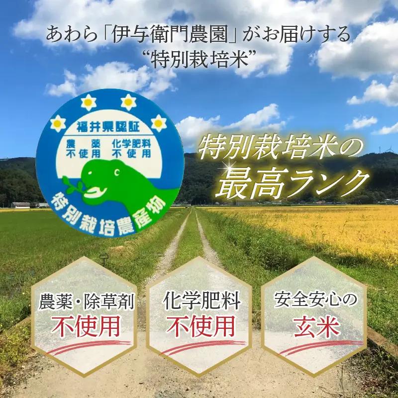 【先行予約】【令和8年産 新米】《定期便6回》伊与衛門農園のコシヒカリ 玄米 5kg （計30kg）特別栽培米 化学肥料不使用 ＜温度と湿度を常時管理し新鮮米を出荷！＞／ 高品質 鮮度抜群 福井県あわ
