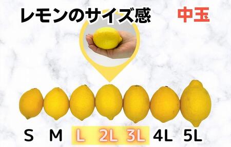 レモン 中玉 国産 箱込5kg(内容量約4.4kg) 秀品 L 2L 3L サイズミックス 和歌山県有田産 【みかんの会】