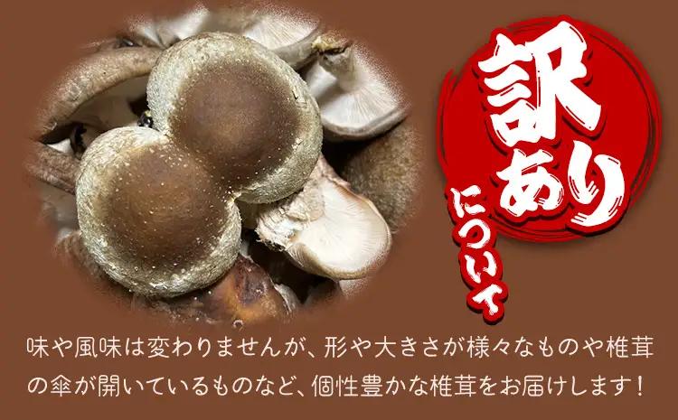訳あり 菌床 椎茸 1kg (サイズ未選別・不揃い) motochi農園 岩手県九戸村