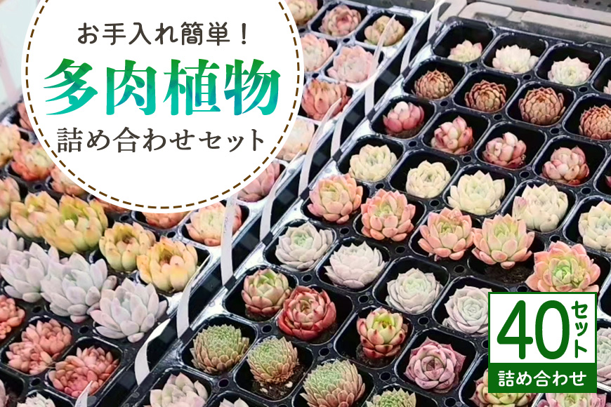 多肉植物 抜き苗 アソート 40セット 詰め合わせ 多肉植物 観葉植物 インテリア 寄せ植え 誕生日プレゼント オシャレ 多肉 観葉 おまかせ セット 植物 苗 種類 色々 ランダム 農園直送 栽培 ガーデニング 寄せ植え用 多肉専科