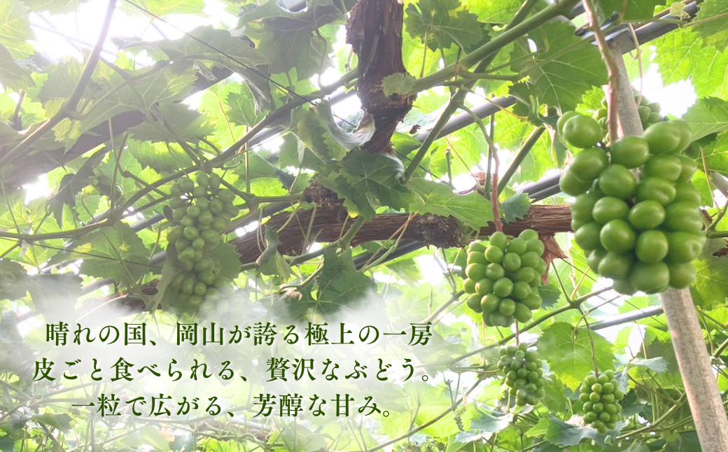 岡山県産 シャインマスカット ぶどう 葡萄  ジューシー 果物 国産 フルーツ 旬の果物 産地直送 人気 数量限定 先行予約