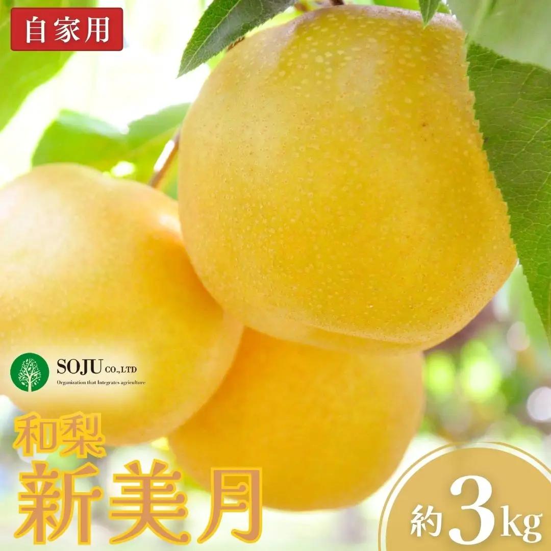 新潟オリジナル和梨 新美月 自家用 約3kg 令和8年度 新潟県 三条市産 三条果樹専門家集団