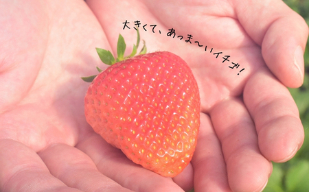 【2026年先行予約】 いちご 「 アイベリー ( 愛ベリー )」 大粒 12粒~15粒入り 1箱 甘い いちご 苺 イチゴ 果物 フルーツ 2026年 先行予約 先行 予約 千葉県 東庄町