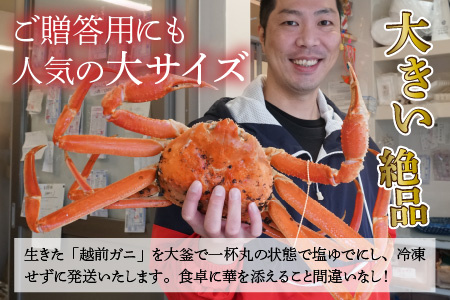【先行予約/11月7日より順次発送】 「若狭小浜港産地直送」 越前がに (ズワイガニ) ボイル 1杯 / 蟹 かに カニ 小浜市 / 加福鮮魚【配送不可地域：北海道・沖縄・離島】 [BFBC004] 