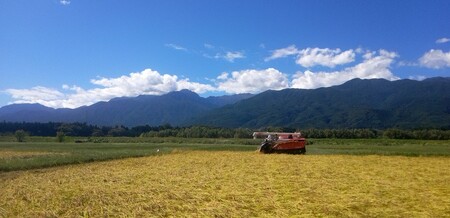 米 お米 コシヒカリ 信州伊那産 令和７年度 伊那市田原産米 コシヒカリ 10キロ ｜ 米 コシヒカリ 田原産 お米 伊那 伊那産 長野県 ふるさと納税 【027-17】