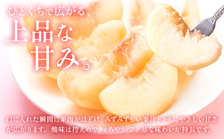 桃 岡山の桃 約2kg《6月下旬-9月上旬頃発送》岡山県 笠岡市 白桃 岡山 はくとう スイーツ フルーツ 果物 デザート 旬 モモ もも 送料無料 果物 清水白桃 白鳳 白麗 クール便