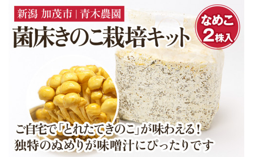 【2026年先行予約】菌床きのこ栽培キット なめこ 2株入り《10月上旬から順次発送》栽培キット 自家栽培 きのこ なめこ 栽培 初心者でも簡単 自宅 菌床 加茂市 青木農園