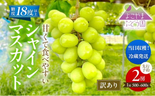 
                  【先行予約】 [訳あり] シャインマスカット 2房 計1kg～1.2kg（1房 500～600g）＜出荷時期：2026年10月上旬～10月中旬ごろ＞【数量限定 期間限定 果物 果物類 フルーツ ぶどう ブドウ 葡萄 マスカット 秋田 にかほ】
                