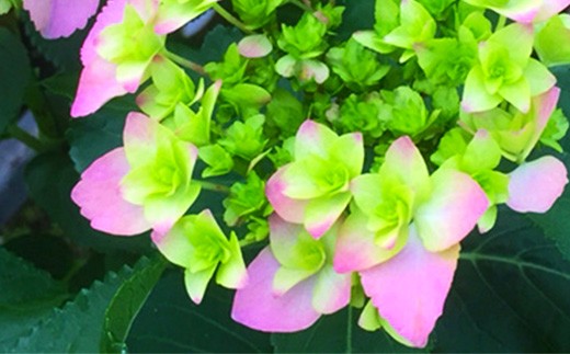 
                  福岡県育種開発のあじさい【筑紫恋風】鉢植え　5.5号鉢【あじさい 花 鉢植え ガーデニング 福岡 筑前町 おすすめ ふるさと納税 送料無料 AE054】
                