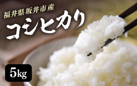 【令和6年産】 福井県 坂井市産米 コシヒカリ 5kg (白米) 【お米 米 こめ コメ こしひかり 白米 5キロ 精米 ブランド米 ふるさと納税米 産地直送】 [A-3295]