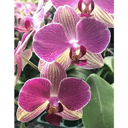 【ふるさと納税】 ミディ 胡蝶蘭 2本立 鉢植え アンスラ パレルモ コチョウラン 洋ラン 花 生花 鉢花 ギフト プレゼント 贈答用 お祝い 贈り物 記念日 誕生日 母の日 父の日 敬老の日 開店祝い 開業祝い 新築祝い 還暦祝い 長寿祝い 高級 上品 藤枝市 静岡県