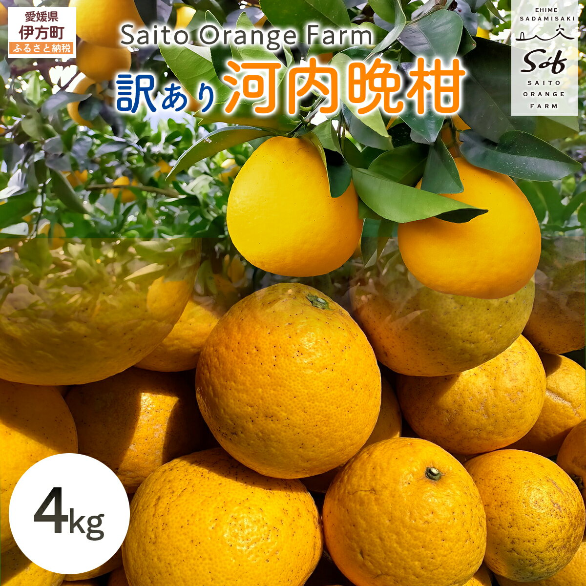 【ふるさと納税】【先行予約】Saito Orange Farmの訳あり河内晩柑4kg ※2027年4月下旬頃より順次発送予定 IKTAQ004