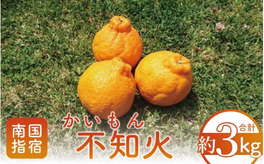 【2025年 発送】かいもん不知火 約3kg(迫田果樹園/010-211) しらぬい みかん フルーツ 柑橘 旬 果物 いぶすき 指宿 鹿児島 開聞 完熟 果実 春