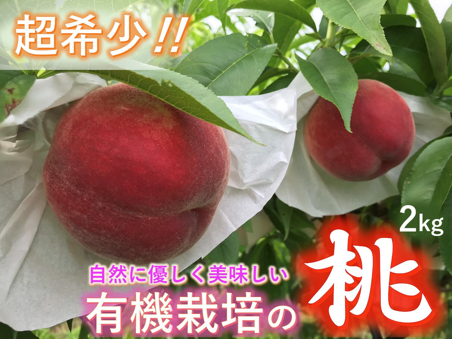 【ふるさと納税】＜2026年発送先行予約＞【有機栽培の美味しい桃約2kg 7月前半発送】自然に優しく希少でジューシーな天然桃(6個入)！ ふるさと納税 おすすめ 山梨県 南アルプス市 送料無料 ALPEF011
