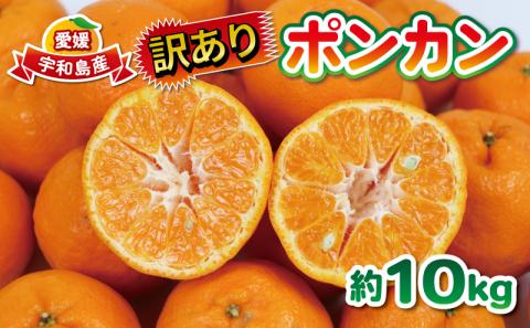 訳あり ポンカン 10kg 大田農園 果物 フルーツ 柑橘 みかん 国産 愛媛 宇和島 B012-121001