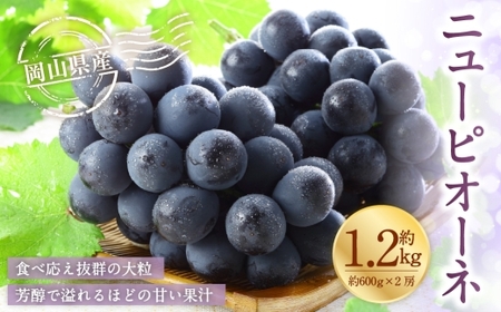 岡山県産 ニューピオーネ 約1.2kg （ 600g×2房 ） ぶどう ブドウ 葡萄 種なし 種無し くだもの 果物 果実 フルーツ 国産 【 2026年8月下旬～9月下旬発送予定 】