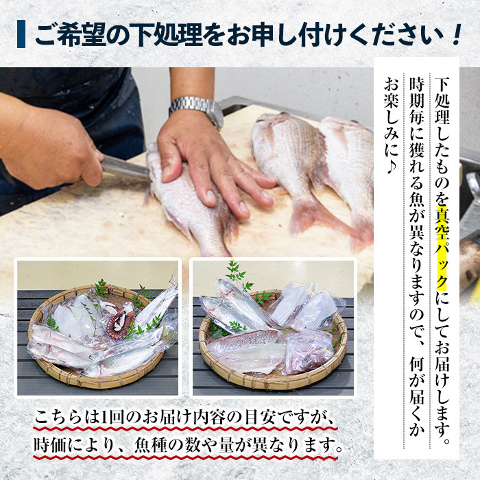 旬の朝獲れ鮮魚コース 5ヵ月定期便！その日獲れたての鮮魚や活魚！漁協だからできる産地直送の定期便【えびす市場】【E-134H】