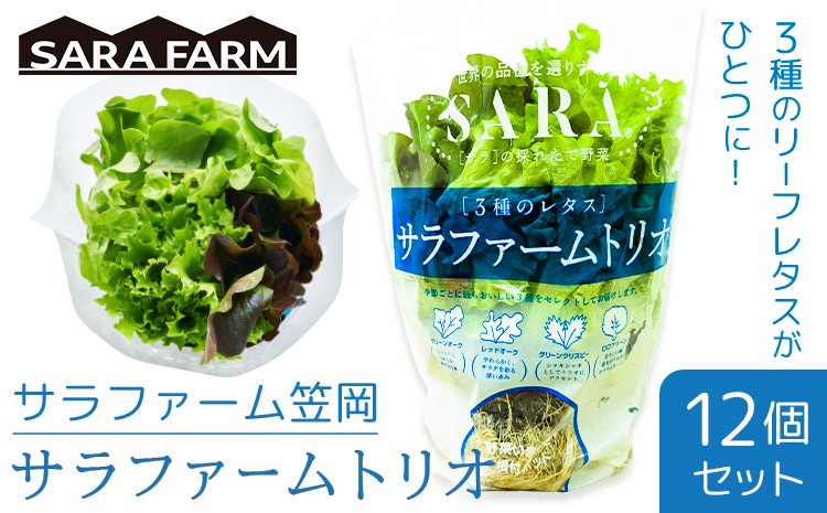 
                  サラファームトリオ 12個セット 野菜 レタス 3種のレタス グリーンオーク レッドオーク グリーンクリスピー 《30日以内に出荷予定(土日祝を除く)》 JA晴れの国岡山 笠岡アグリセンター 野菜 岡山県 笠岡市
                