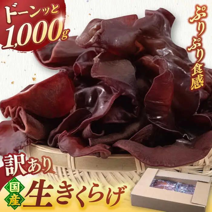 【お中元対象】福岡県産生きくらげ 1kg ADBA001 きくらげ