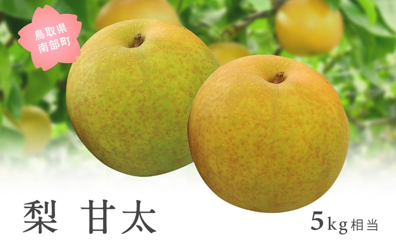 甘太［梨］（5kg箱）2026年9月25日・29日、10月2日・6日出荷予定＜数量限定＞