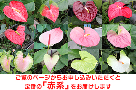 富津産切花アンスリューム（3L-Lサイズ）【色合い：赤系】