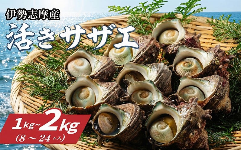 
                  南伊勢産活サザエ 1kg～2kg （8ヶ～24ヶ） 冷蔵 新鮮 海鮮 海産物 魚介 魚貝 サザエ 天然サザエ 栄螺 貝 刺身 刺し身 お造り つぼ焼き 壺焼き グリル BBQ バーベキュー キャンプ 夏 ギフト 贈り物 三重 伊勢 志摩 南伊勢町 山金商店
                