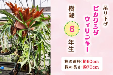 ビカクシダ ウィリンキー (吊り下げ) 樹齢6年生 (株の直径：約60cm／株の長さ：約70cm) [0477]