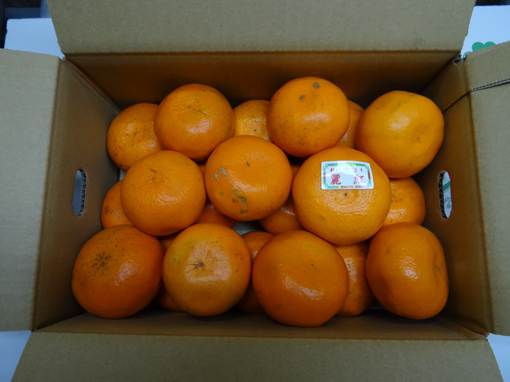 【先行予約】 みかん 麗紅 れいこう 約3kg（15～25玉）　【2026年2月上旬～2026年4月上旬頃順次発送予定】 ミカン 柑橘 果物 フルーツ