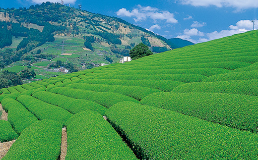 世界農業遺産　静岡の茶草場農法　掛川茶深むし茶・茶師の誉100g袋(タトウ紙入)×3本【配送不可地域：離島・沖縄県】