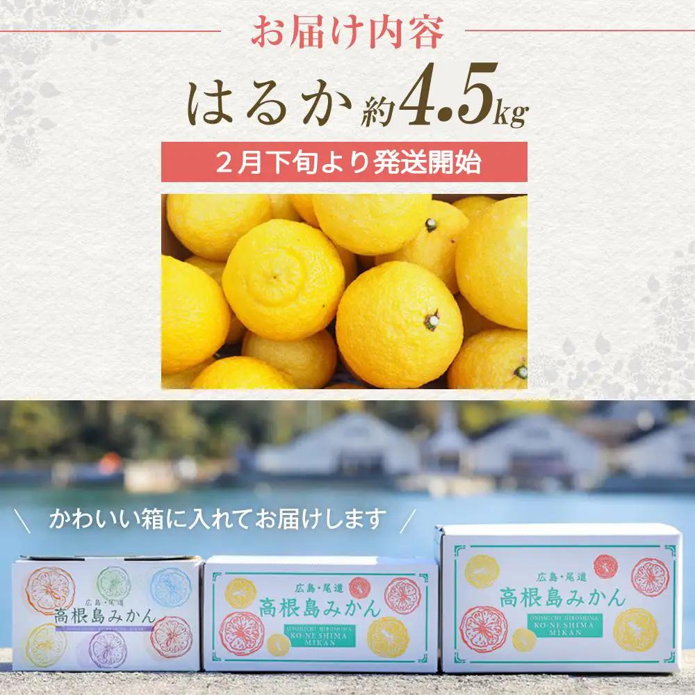 【先行予約】爽やかな甘さ はるか 4.5kg　＜2027年2月下旬より発送開始＞