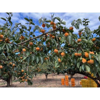 ふるさと納税 橋本市 【先行受付】贈答用　たねなし柿　3kg |  | 02