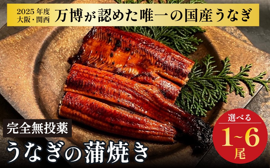 
                  鰻 鰻の蒲焼き 【選べる内容量】 1尾・2尾・3尾・4尾・6尾 ｜ 国産うなぎ 国産 美陵鰻 うなぎ ウナギ 鰻 かば焼き 土用 丑の日 贈答 贈り物 大阪府 阪南市 送料無料 ギフト 特大 肉厚 うな重 うな丼 ひつまぶし 惣菜 おかず タレ 山椒 ワサビ れいわ水産
                