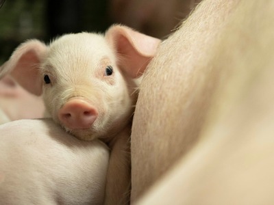 【農場直送】千葉県産三元豚　元気豚 精肉セット 3kg_三元豚 精肉 セット 農場直送_【配送不可地域：離島・沖縄県】 TAKB009