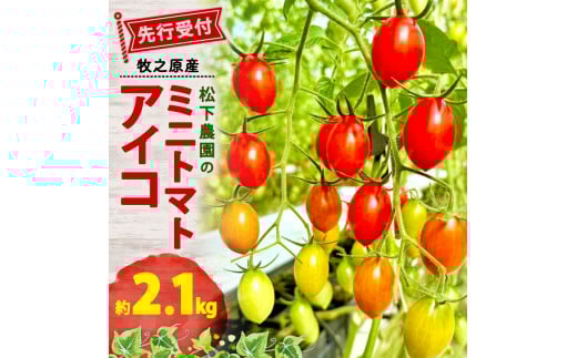 松下農園 の ミニトマトアイコ 2.1kg 2026年1月中旬から発送 ミニトマト アイコ とまと トマト 夏 新鮮 野菜 完熟 サラダ 農家直送 松下農園 牧之原市 静岡県