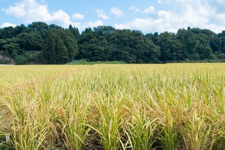 【令和7年産】【新米】 黒川まるいし農場の特別栽培米 コシヒカリ 精米 15kg(5kg×3袋) 山形県鶴岡市産　K-7129