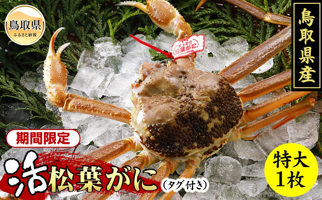 
                  鳥取県産　生松葉がに（タグ付き）特大１枚【期間限定】_T2600146 鳥取県 おすすめ タグ付 かに がに ガニ 蟹 松葉ガニ
                