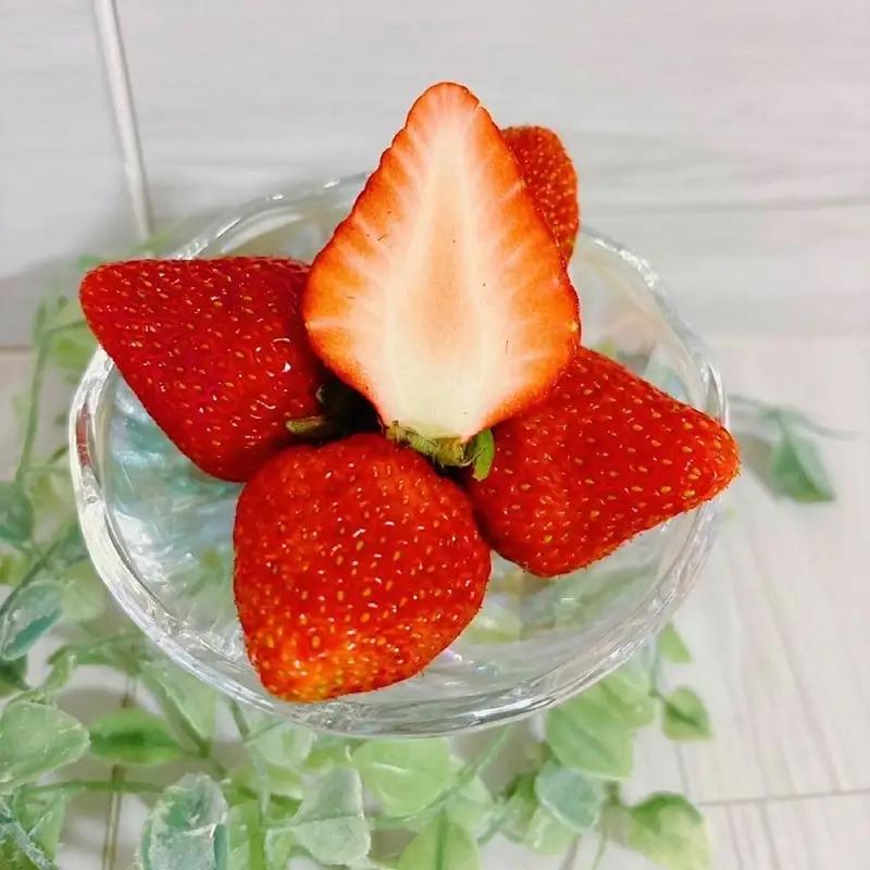 いちご 紅ほっぺ お徳用 愛媛県産 いちご【250g×4パック】