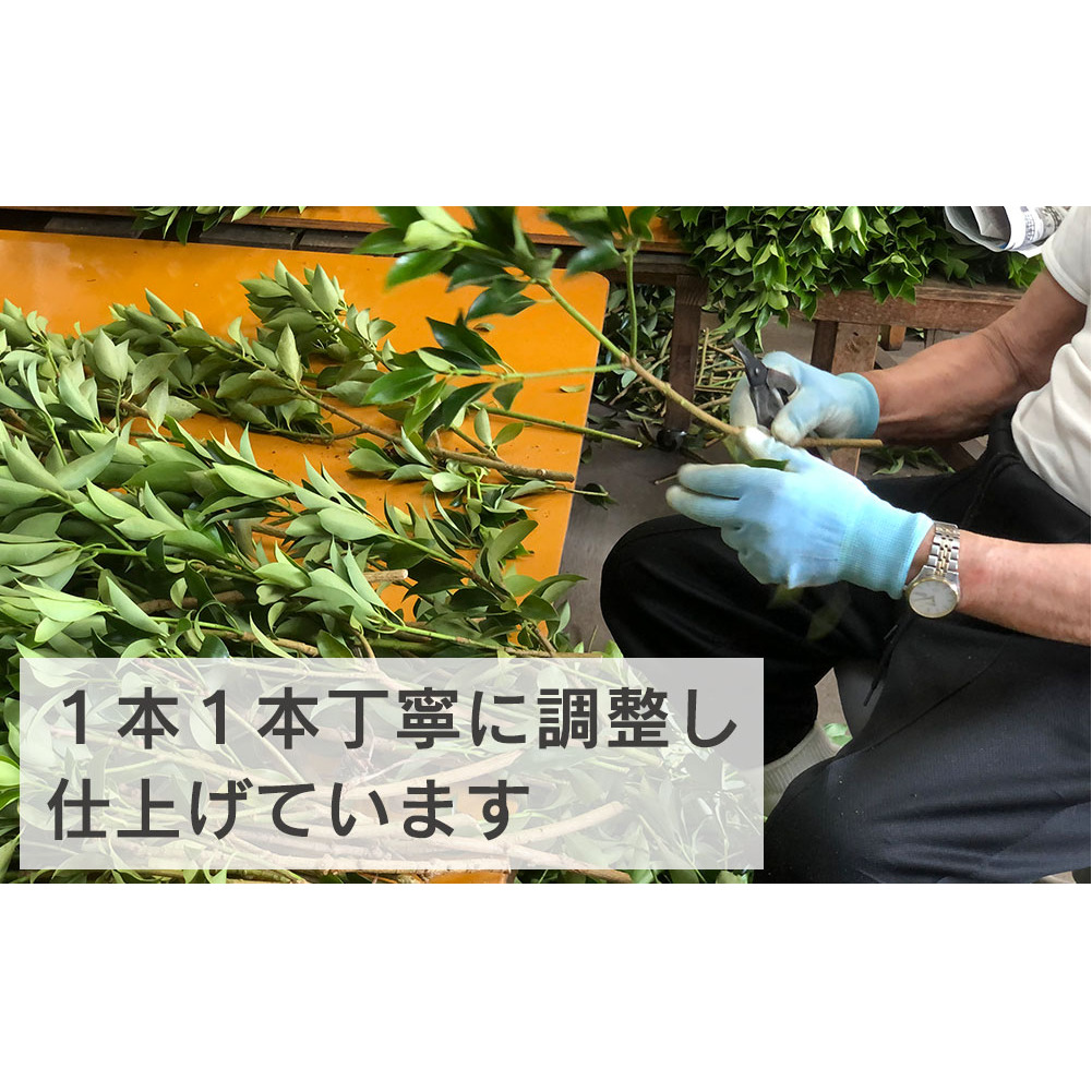 しきみ しきび 4束 セット 70cm 40cm 各2束 [中村しきみ園 宮崎県 美郷町 31ay0003] 樒 シキミ 彼岸 お墓 おしきみ お彼岸 墓参り 宮崎県産 産 冷蔵便_イメージ3