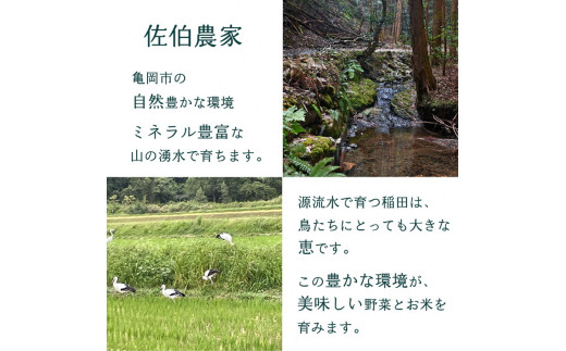 【10月発送】京都産 コシヒカリ2kg ＋ 旬の野菜セット 6回 定期便 京都 佐伯の里 新鮮 野菜 7～10品 コシヒカリ2kg 米 定期便 6ヶ月 京都丹波・亀岡産 季節の野菜 詰め合わせ 訳あり