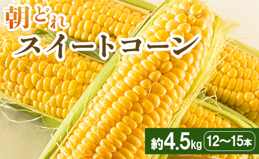 朝どれスイートコーン 約4.5kg（12～15本）- とうもろこし トウモロコシ 野菜 朝採り 季節限定 期間限定 ポタージュ スープ BBQ バーベキュー 産地直送 特産品 旬彩ファームやまさき 高知県 香南市 sy-0002