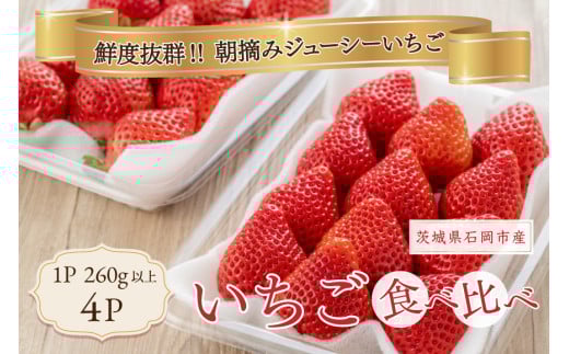 いちご 旬の苺 食べ比べセット 4p Rafすとろべりーふぁーむ イチゴ 苺 4パック 国産 果物 フルーツ くだもの 1月 2月 3月 発送 冬 旬 産地直送 農家直送 産直 甘い デザート スイーツ 家庭用 贈答 贈答用 茨城 茨城県 石岡市 (A27-002)