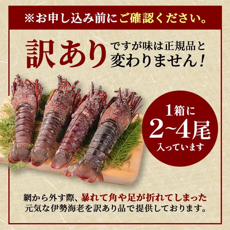 活冷伊勢えび 2～4尾（600g）バタバタしたら角と足がとれちゃいました　【BB25】